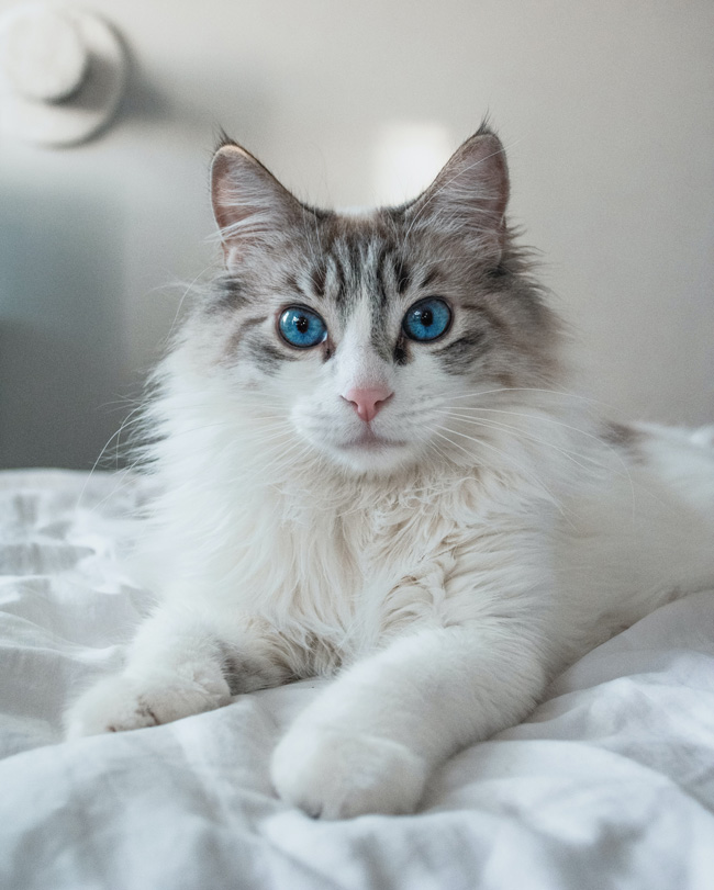 pension feline et elevage main coon montpellier