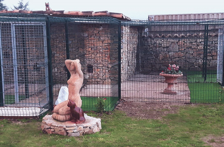 pension feline et elevage main coon montpellier