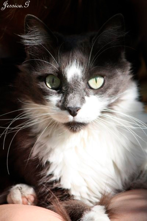 pension feline et elevage main coon montpellier